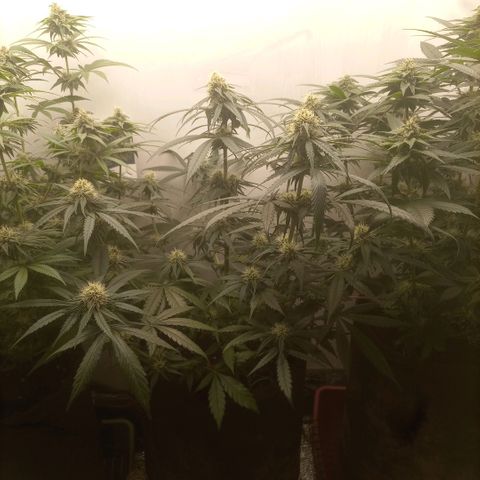 Bruce Banner  growlog timeline photo