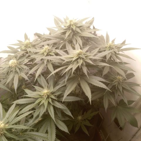 Bruce Banner  growlog timeline photo