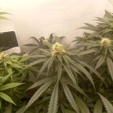 Bruce Banner  growlog timeline photo