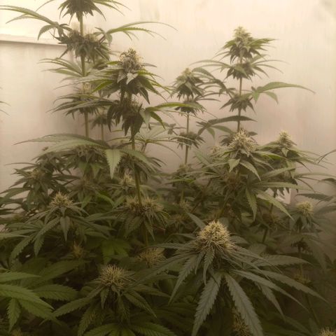 Bruce Banner  growlog timeline photo
