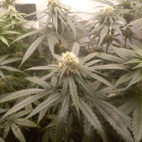 Bruce Banner  growlog timeline photo