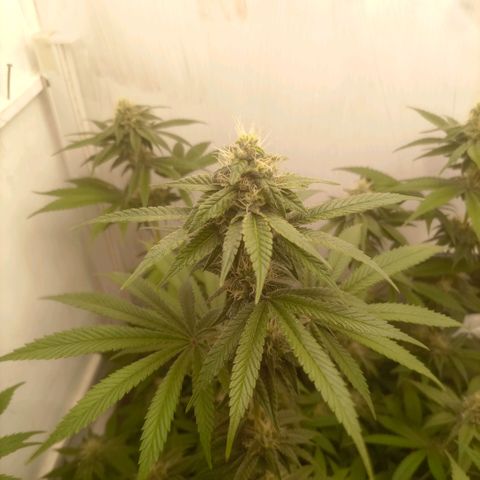 Bruce Banner  growlog timeline photo