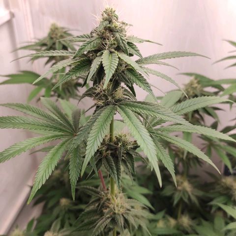 Bruce Banner  growlog timeline photo