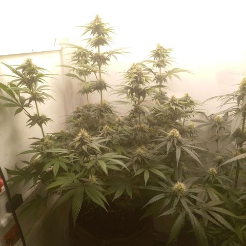 Bruce Banner  growlog timeline photo