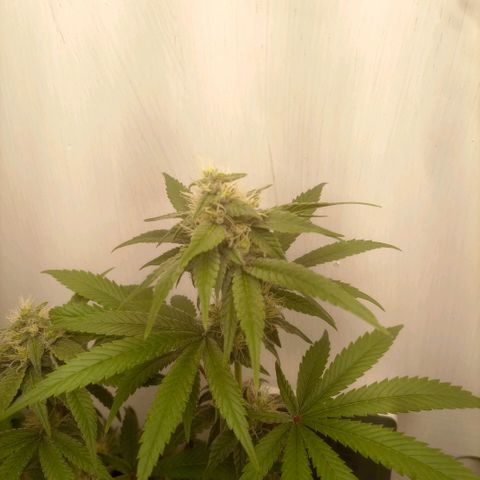 Bruce Banner  growlog timeline photo