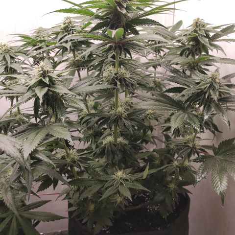 Bruce Banner  growlog timeline photo