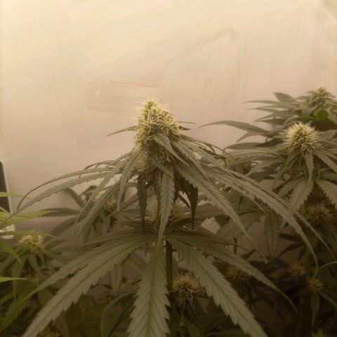 Bruce Banner  growlog timeline photo