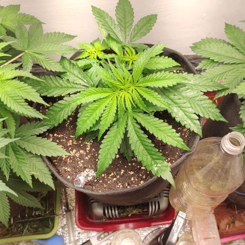 Белая вдова  growlog timeline photo