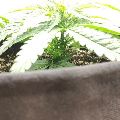 Белая вдова  growlog timeline photo