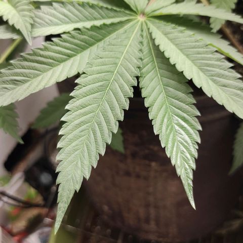 Брюс баннер 2  growlog timeline photo
