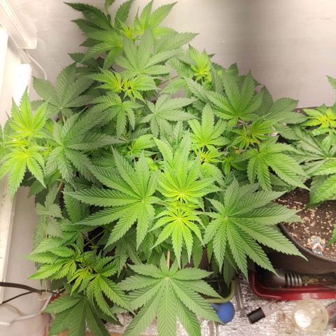 Брюс баннер 2  growlog timeline photo