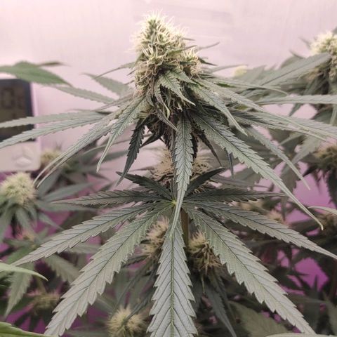 Брюс баннер 2  growlog timeline photo