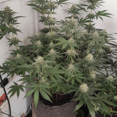 Брюс баннер 2  growlog timeline photo