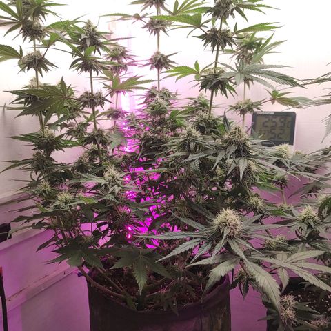 Брюс баннер 2  growlog timeline photo