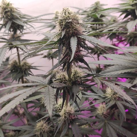 Белая вдова  growlog timeline photo