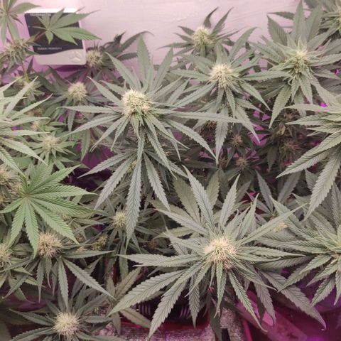 Белая вдова  growlog timeline photo