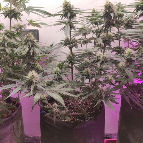 Белая вдова  growlog timeline photo