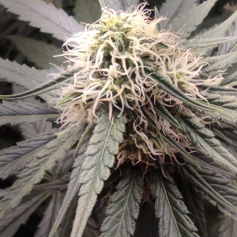 Белая вдова  growlog timeline photo