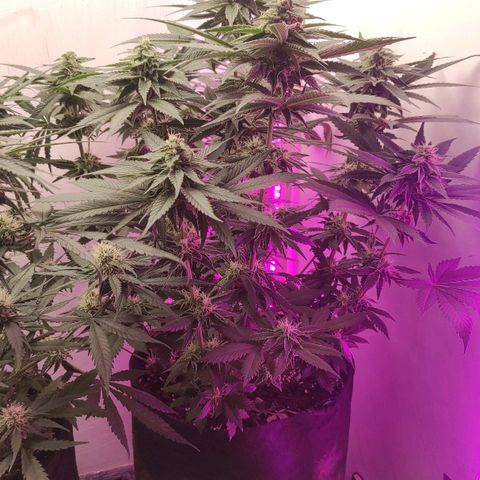 Bruce Banner  growlog timeline photo