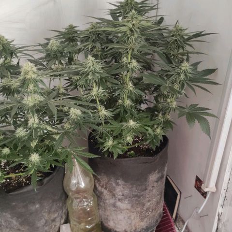 Bruce Banner  growlog timeline photo