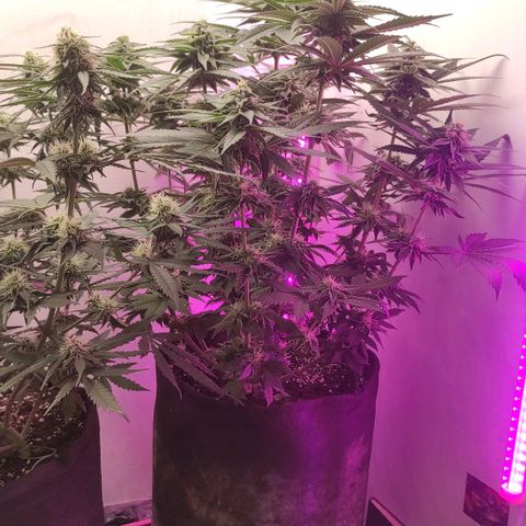 Bruce Banner  growlog timeline photo