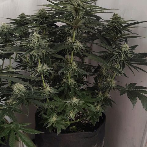 Bruce Banner  growlog timeline photo