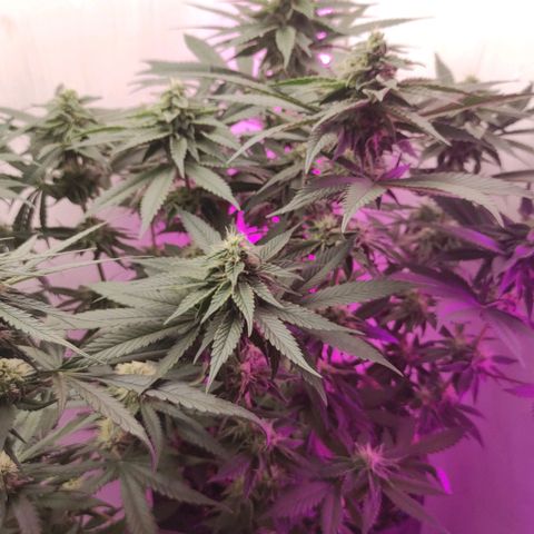 Bruce Banner  growlog timeline photo