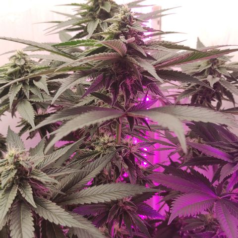 Bruce Banner  growlog timeline photo