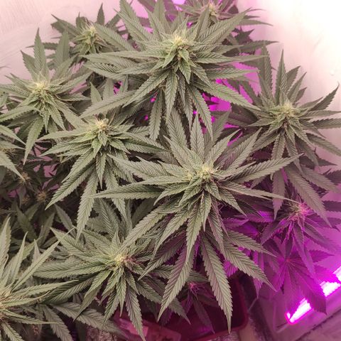 Bruce Banner  growlog timeline photo