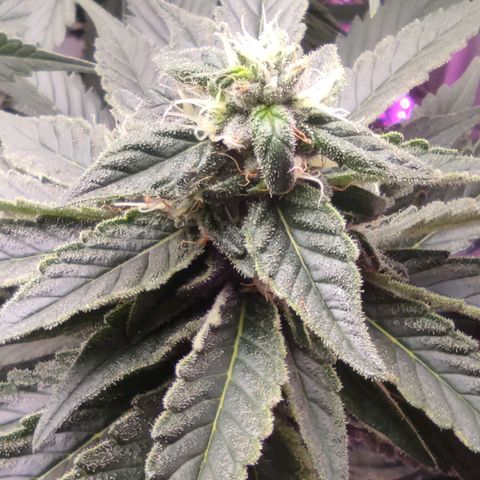 Bruce Banner  growlog timeline photo