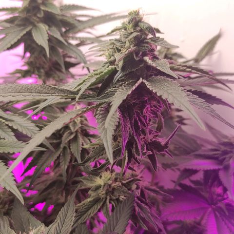 Bruce Banner  growlog timeline photo
