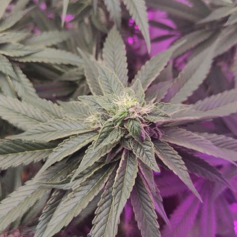 Bruce Banner  growlog timeline photo