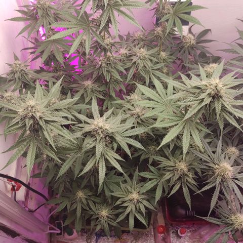 Bruce Banner  growlog timeline photo