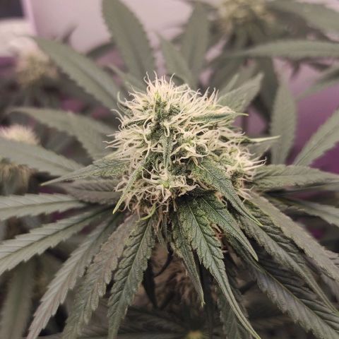 Bruce Banner  growlog timeline photo