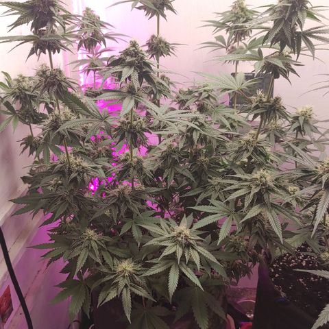 Bruce Banner  growlog timeline photo