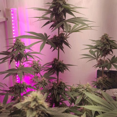 Bruce Banner  growlog timeline photo