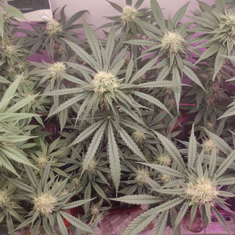 Bruce Banner  growlog timeline photo