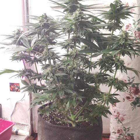 Bruce Banner  growlog timeline photo