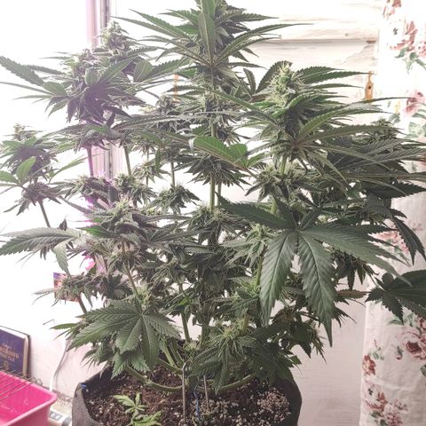 Bruce Banner  growlog timeline photo