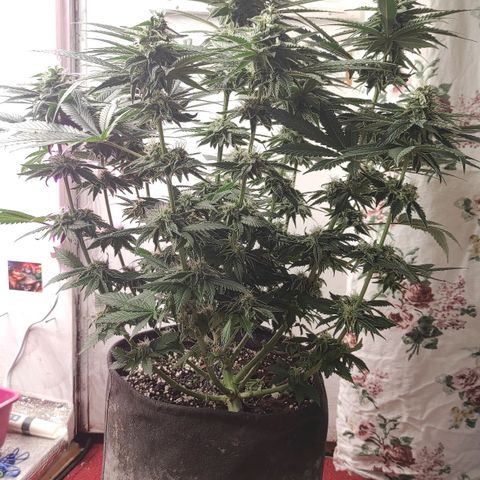 Bruce Banner  growlog timeline photo