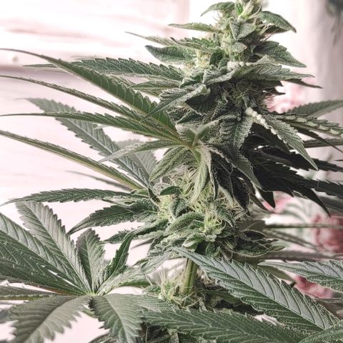 Bruce Banner  growlog timeline photo