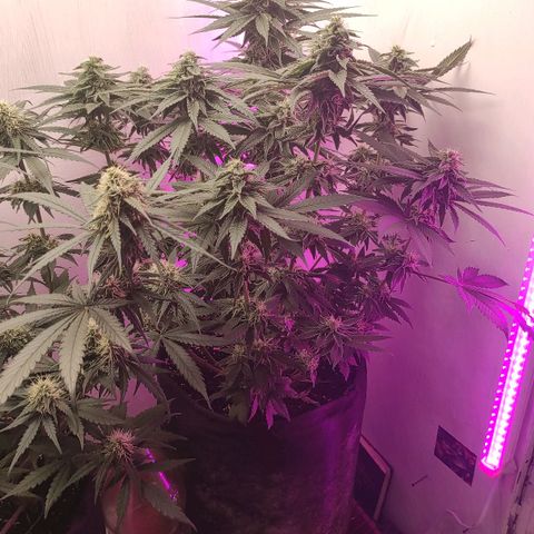 Bruce Banner  growlog timeline photo
