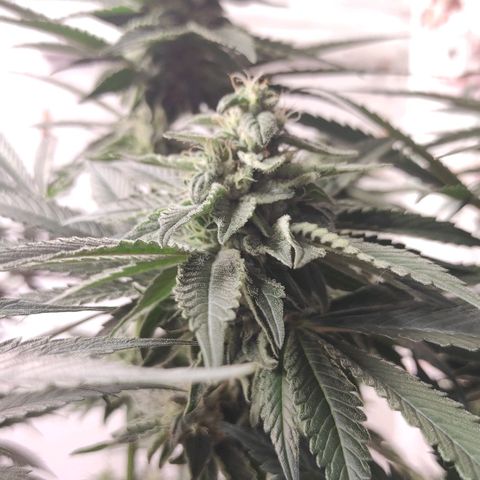 Bruce Banner  growlog timeline photo