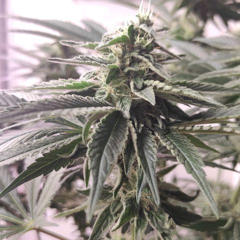 Bruce Banner  growlog timeline photo