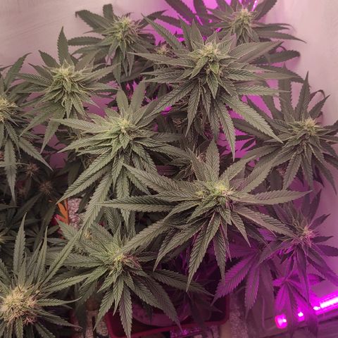 Bruce Banner  growlog timeline photo