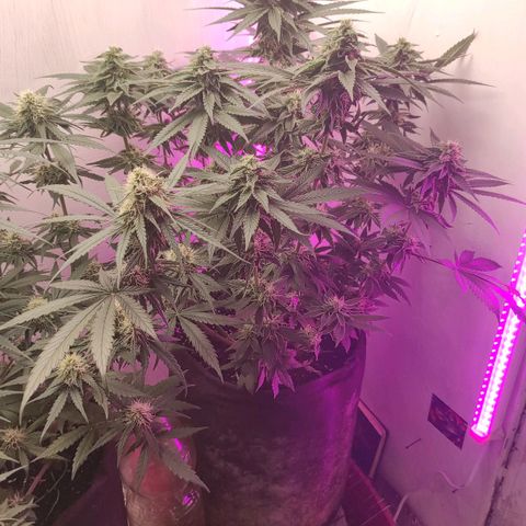 Bruce Banner  growlog timeline photo