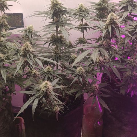 Bruce Banner  growlog timeline photo