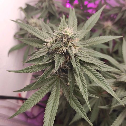 Bruce Banner  growlog timeline photo