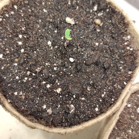 Wedding cake auto  growlog timeline photo