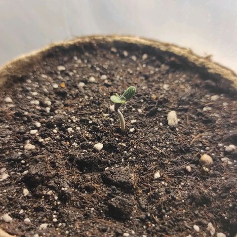 Wedding cake auto  growlog timeline photo